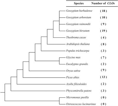 Evolution and Stress Responses of CLO Genes and Potential Function of the GhCLO06 Gene in Salt Resistance of Cotton